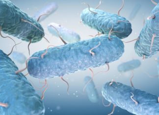 Центр CDC принялся за расследование вспышки E.Coli в США