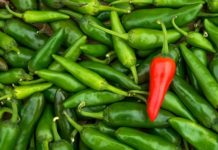 Поедание перца чили может заметно снизить риск сердечно-сосудистых заболеваний