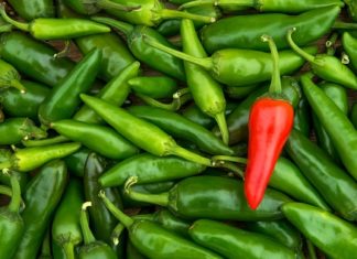 Поедание перца чили может заметно снизить риск сердечно-сосудистых заболеваний