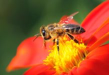 Канадские ученые предложили новый способ борьбы с пчелиными пестицидами