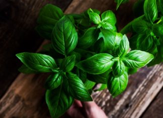 В США отозвано большое количество свежего базилика из-за циклоспоры