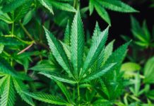 КБД-компонент не нарушает концентрацию за рулем