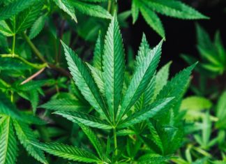 КБД-компонент не нарушает концентрацию за рулем