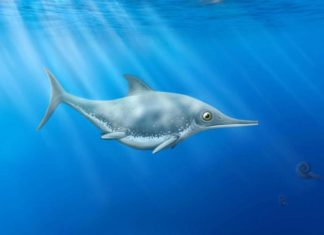 Ученые изучают скелет “Морского Дракона” из Юрского периода