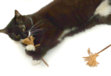 Любовь кошек к кошачьей мяте носит эволюционный характер