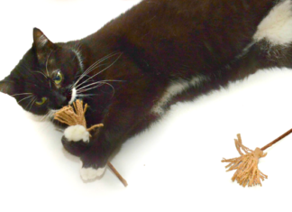 Любовь кошек к кошачьей мяте носит эволюционный характер