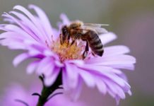 Пестициды могут нарушить цикл сна у пчел