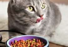 Midwestern Foods отзывает свои корма для питомцев в США