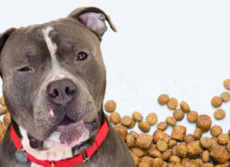 FDA и Midwestern Pet Foods произвели массовый отзыв своих продуктов