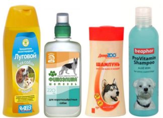 Как часто нужно купать домашнего любимца шампунем для собак от блох и запаха