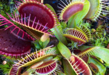 Ученые установили интересный факт о мухоловках Венеры