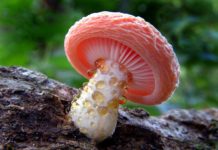 Добавление грибов в диету позволяет заметно улучшить ее