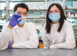 Создан уникальный пластырь из дуриана на основе гидрогеля