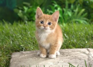 Лучшие приложения для домашних животных