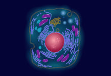 Ученые создали уникальную синтетическую клетку