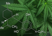 CBD-компонент может снимать боль не так эффективно, как считалось ранее