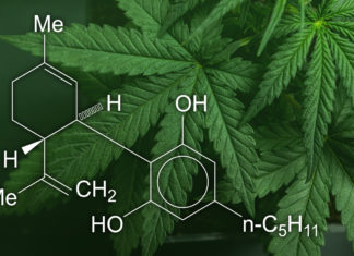 CBD-компонент может снимать боль не так эффективно, как считалось ранее