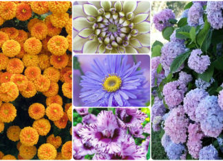 Особенности покупки сезонных цветов в интернет-магазине