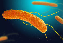 Ученые стали ближе к разработке вакцины от сальмонеллы