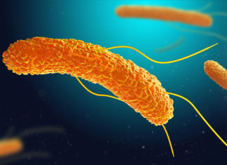 Ученые стали ближе к разработке вакцины от сальмонеллы