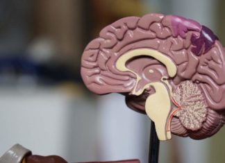 Ученые перепрограммируют Т-клетки для борьбы с раком