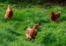 Центр CDC говорит о новом источнике сальмонеллеза