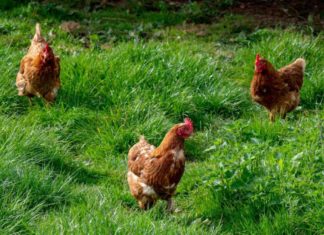 Центр CDC говорит о новом источнике сальмонеллеза