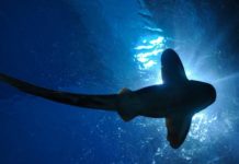 Ученые раскрыли секрет миграции акул