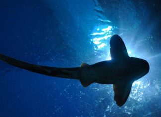 Ученые раскрыли секрет миграции акул