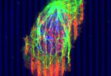 Ученые пробуют новый подход по борьбе с раком