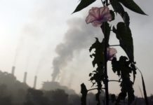 Восстановление от пандемии невыгодно экологии