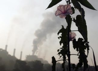 Восстановление от пандемии невыгодно экологии