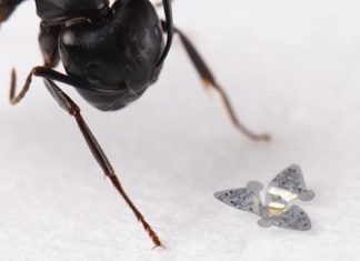 Крошечные летающие роботы встанут на стражу экологии