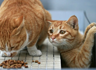 Як корм для котів впливає на здоров’я вашого улюбленця
